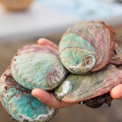 The Cultured Abalone Farm Tour (Afternoon)