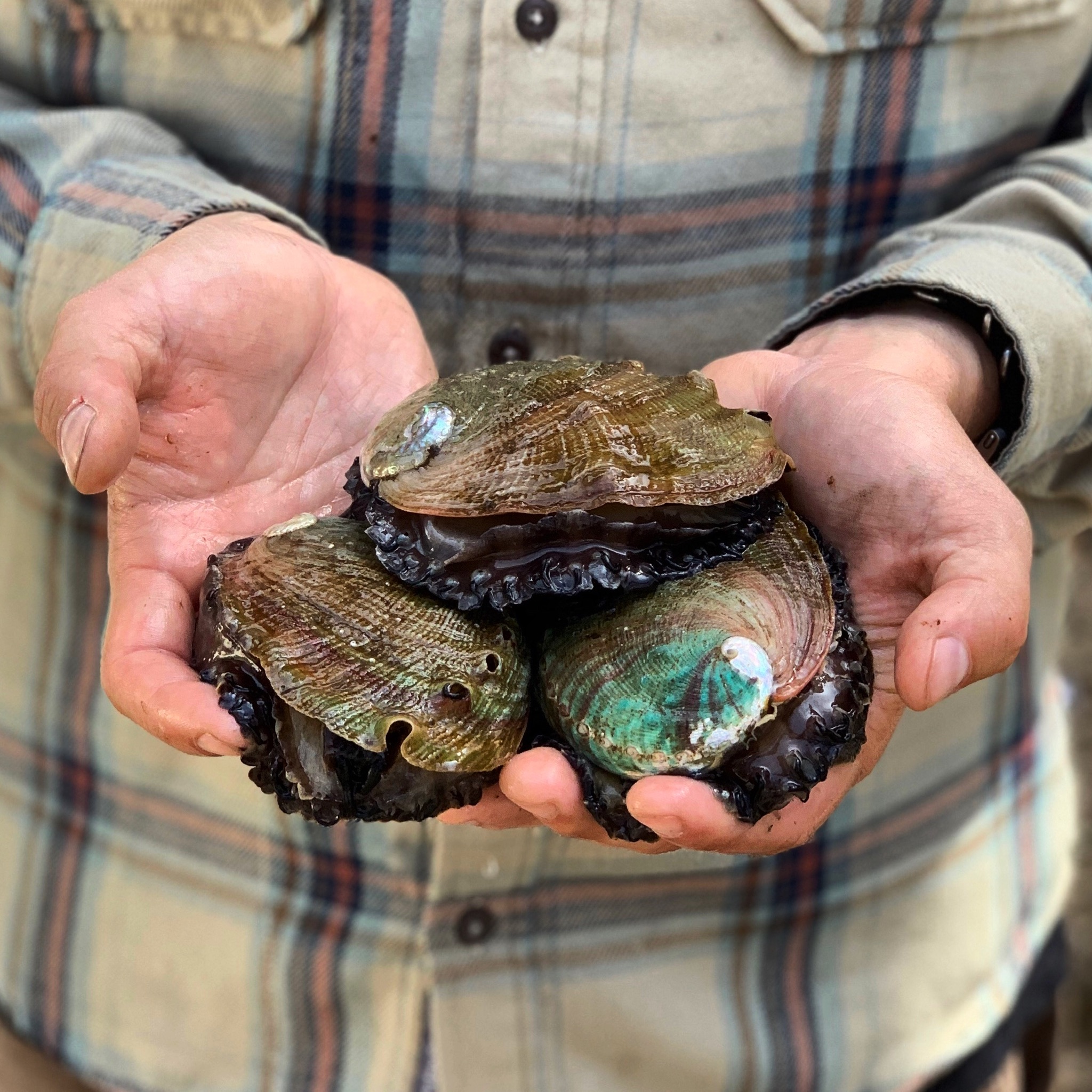 The Cultured Abalone Farm Tour (Morning)